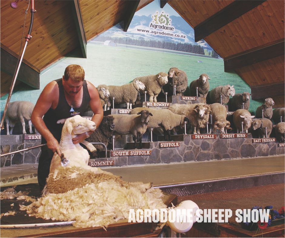 Agrodome Sheep Show in New Zealand – Live Sheep Shearing and Farm Experience, New Zealand group tour from Bhavnagar