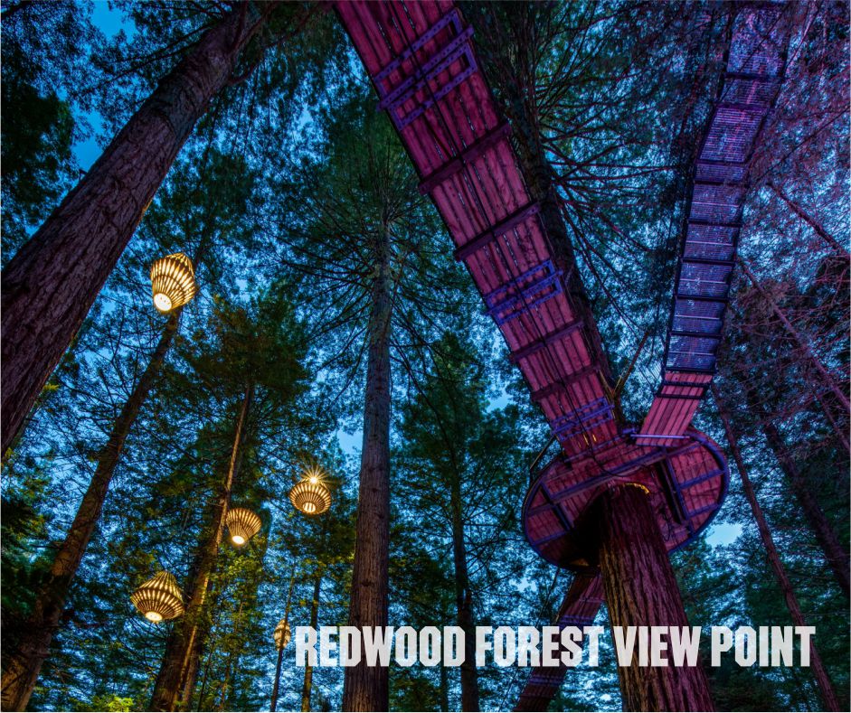 Majestic Redwood Forest in New Zealand, showcasing towering trees and lush greenery in a serene natural setting, New Zealand group tour from Mumbai